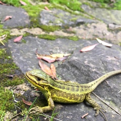 Stenocercus trachycephalus