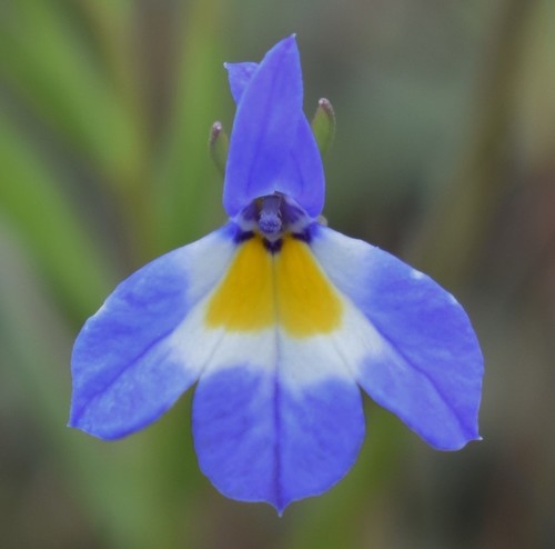 Image of Downingia yina by (c) Gail A Baker, some rights reserved (CC BY)
