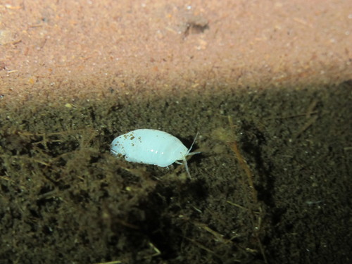 Creaseriella anops