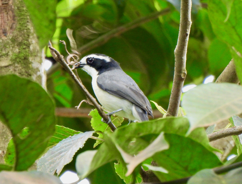 iNaturalist image