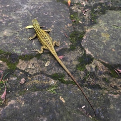 Stenocercus trachycephalus