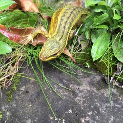 Stenocercus trachycephalus