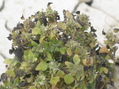 Angiospermae
