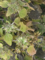 Angiospermae