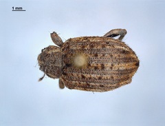 Brachypera zoilus
