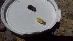 Lamprohiza splendidula