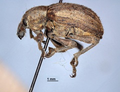 Brachypera zoilus