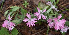 Silene hookeri