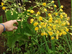Munnozia