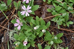Silene hookeri