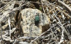 Cicindela purpurea