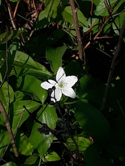 Anemonoides quinquefolia