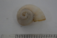 Neocyclotus dysoni