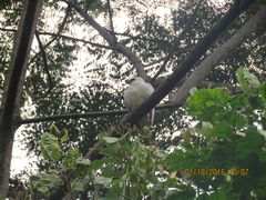 Pseudastur albicollis