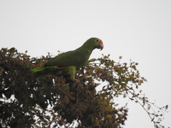 Amazona