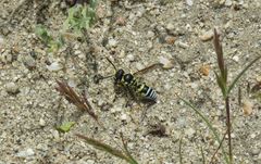 Pterocheilus
