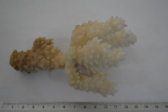 Acropora cervicornis