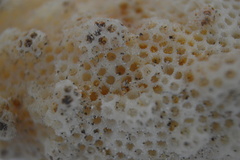 Acropora cervicornis