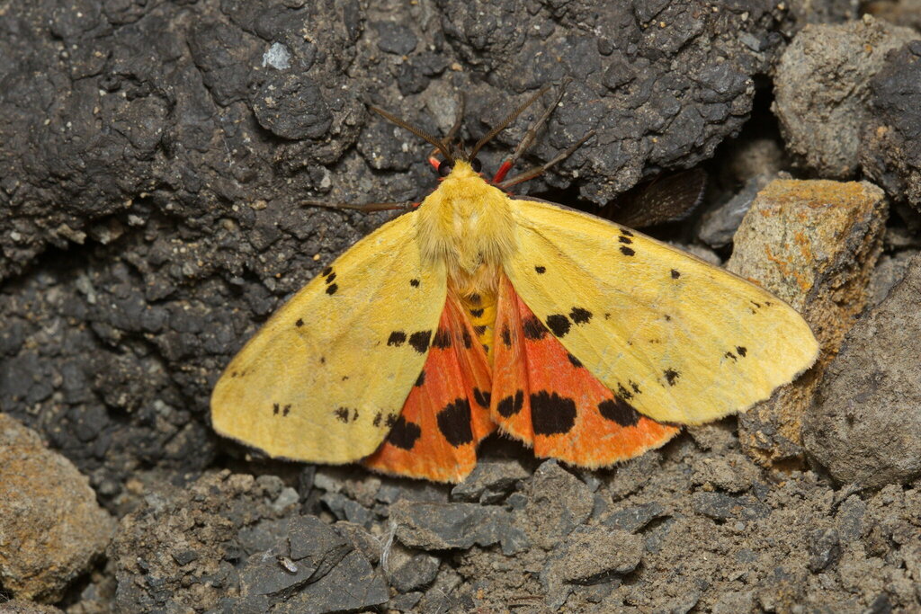 Diacrisia amurensis