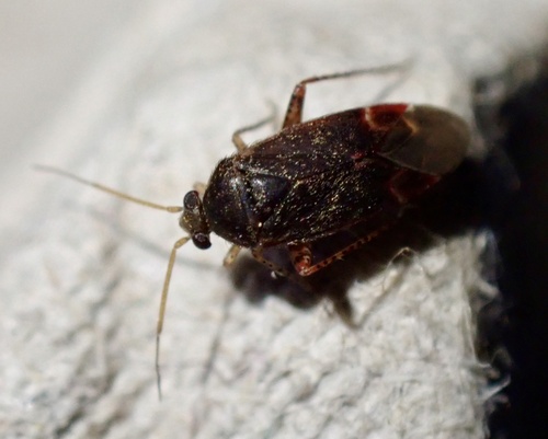 Plant bug