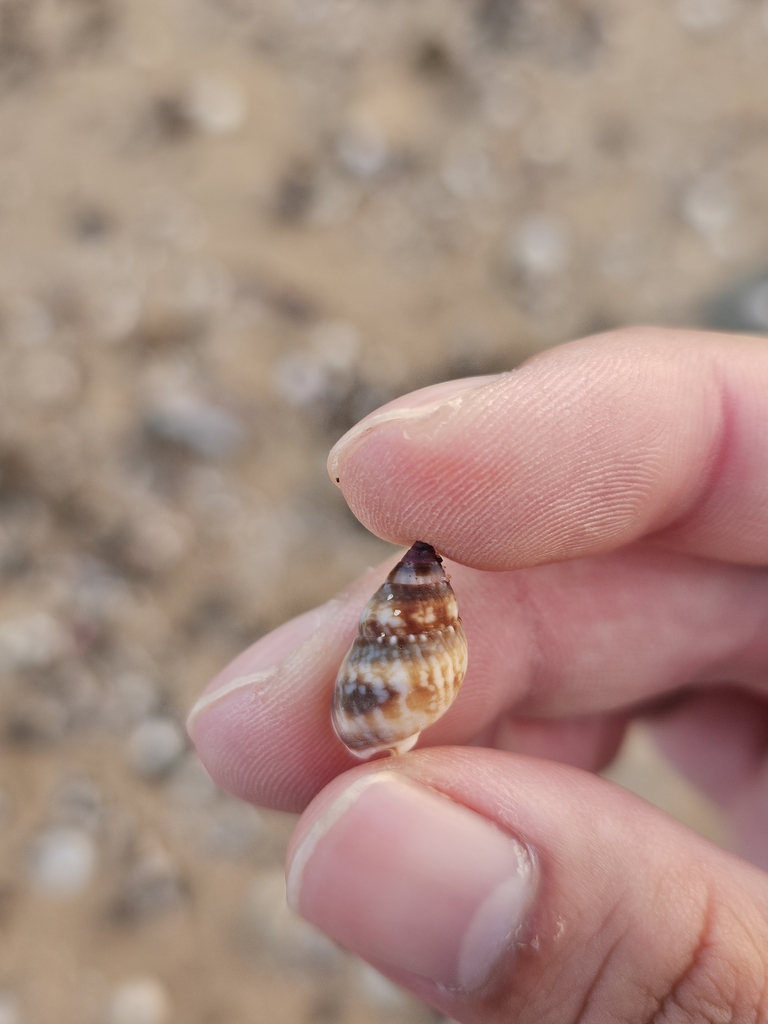 Nassarius gaudiosus