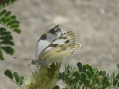 Pontia protodice