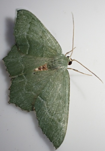 Common Emerald, Graafland, Groot-Ammers, South Holland, NL, photo 8 of 10