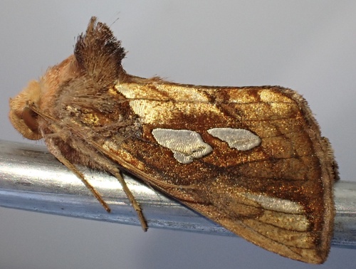 Gold Spot, Graafland, Groot-Ammers, South Holland, NL, photo 8 of 10