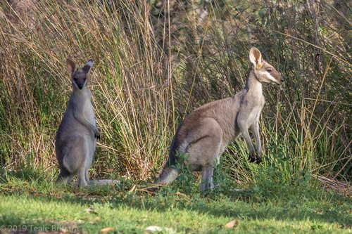 Whiptail Wallaby, photo 5 of 9