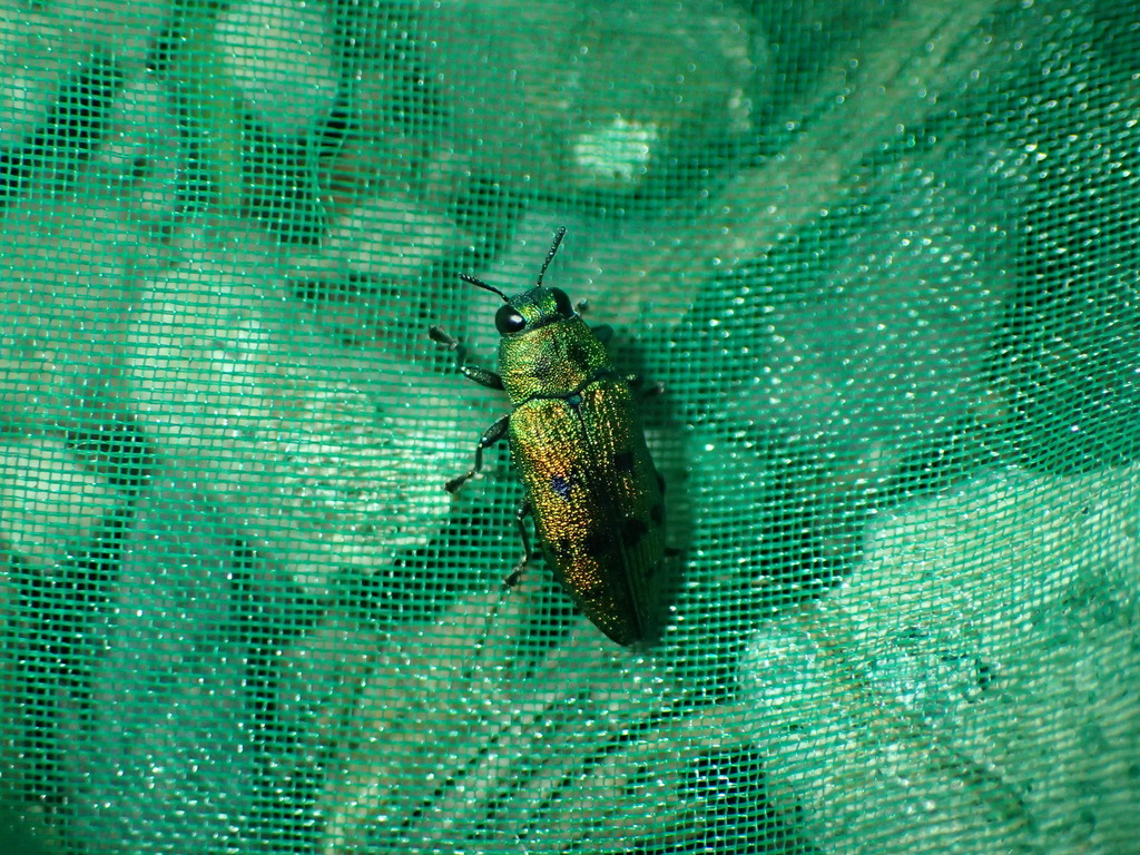 マスダクロホシタマムシ