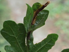 Dasineura rubella
