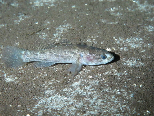 Eleotris perniger