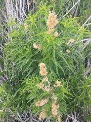 Brickellia longifolia multiflora