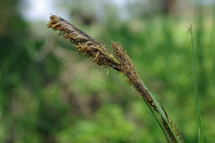 Carex atherodes