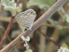 Leptotes marina