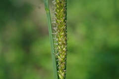 Carex atherodes