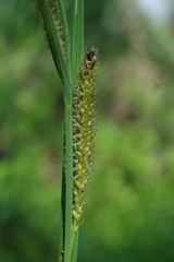 Carex atherodes