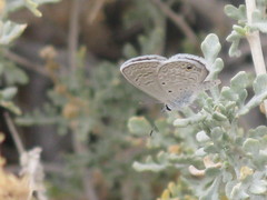 Hemiargus ceraunus