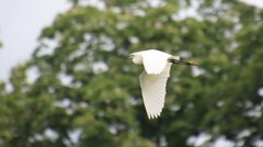 Egretta garzetta