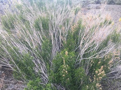 Brickellia longifolia multiflora