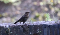 Turdus merula
