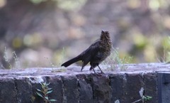 Turdus merula
