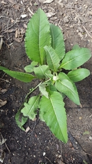 Parthenium integrifolium