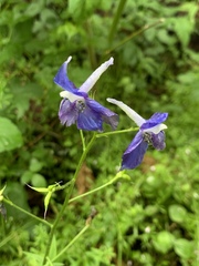 Delphinium trolliifolium