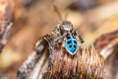 Maratus nigromaculatus