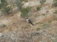 Trochilidae