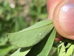 Glaucopsyche lygdamus