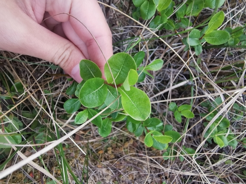 Image of Salix fuscescens by (c) Валерия Ковалева, some rights reserved (CC BY)