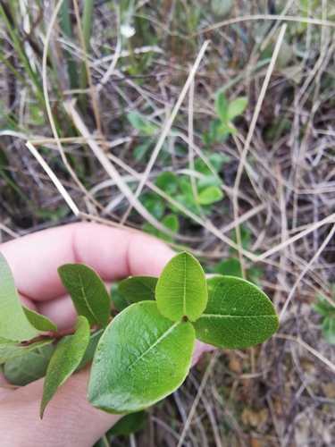 Image of Salix fuscescens by (c) Валерия Ковалева, some rights reserved (CC BY)