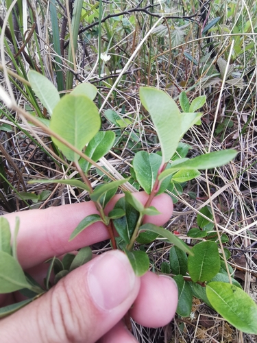 Image of Salix fuscescens by (c) Валерия Ковалева, some rights reserved (CC BY)